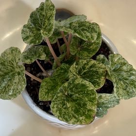 Photo of the plant species Red Luna Peperomia by @Llynnelise named Freckles on Greg, the plant care app