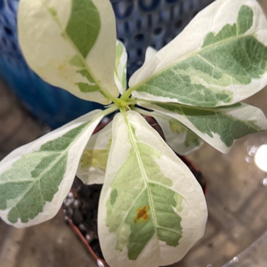 Photo of the plant species Variegated Fiddle Fig Leaf by @Llynnelise named Liddle fiddle on Greg, the plant care app