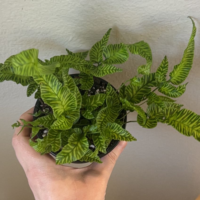 Photo of the plant species Golden Zebra Fern by @Llynnelise named Zebra on Greg, the plant care app