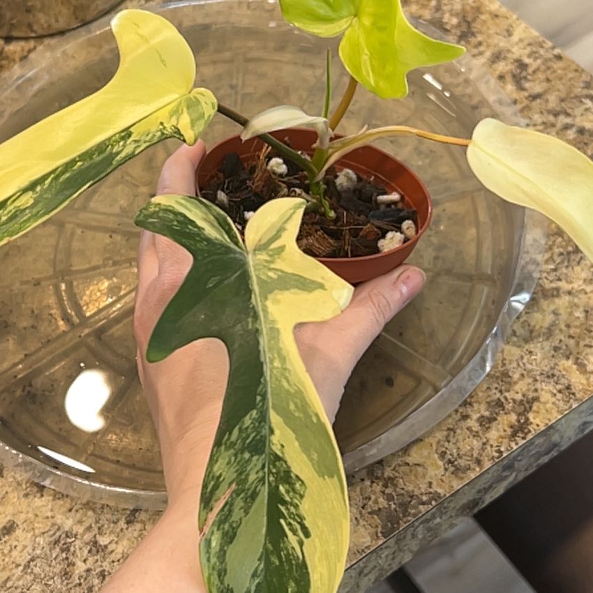 Photo of the plant species Variegated Florida Beauty Philodendron by @Llynnelise named FLOBE on Greg, the plant care app