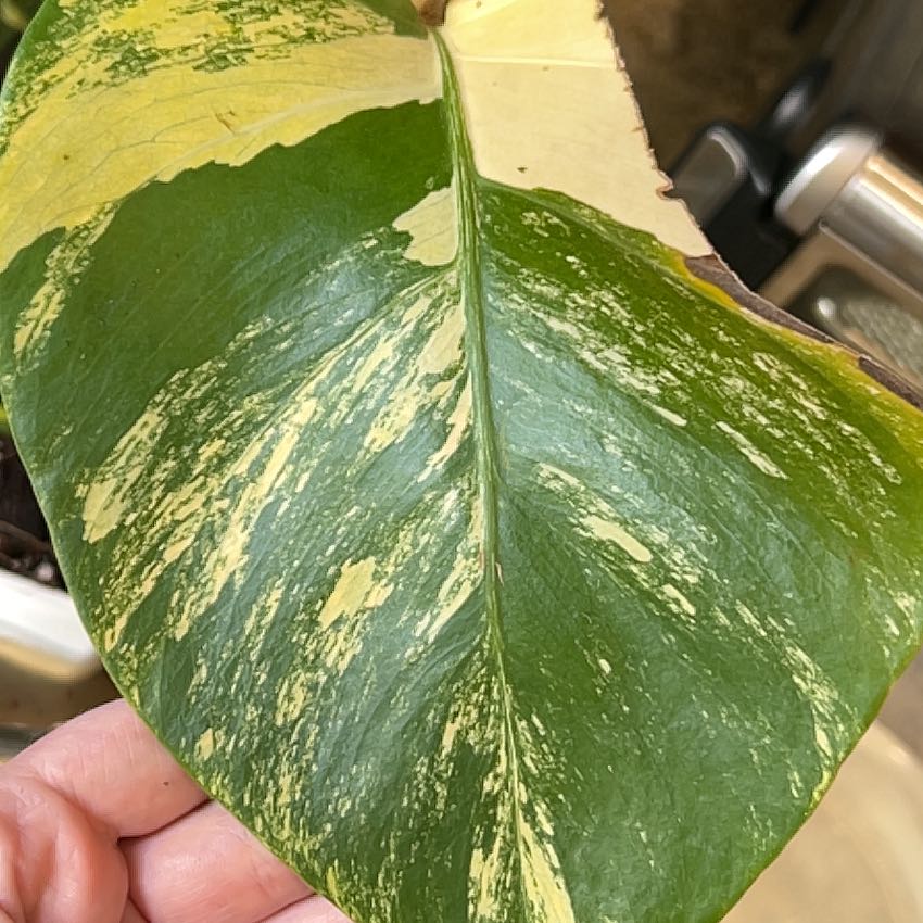 Photo of the plant species yellow variegated monstera by @Llynnelise named Aurea on Greg, the plant care app