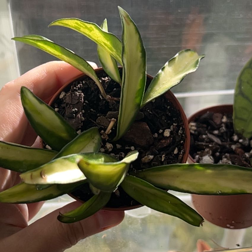 Photo of the plant species variegated hoya wayetii by @Llynnelise named Wayetti on Greg, the plant care app