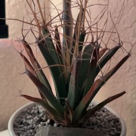Photo of the plant species Agave Cactus by @LargeGray75 named Pablito on Greg, the plant care app
