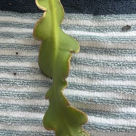 Photo of the plant species Curly Locks Orchid Cactus by @StarSweetbox13 named Figyonce on Greg, the plant care app