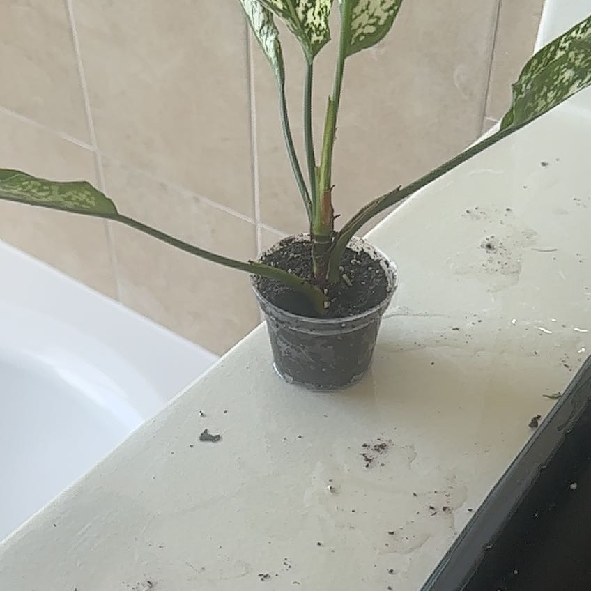 Photo of the plant species Aglaonema 'Snow White' by @CulturedSedge94 named Figyonce on Greg, the plant care app