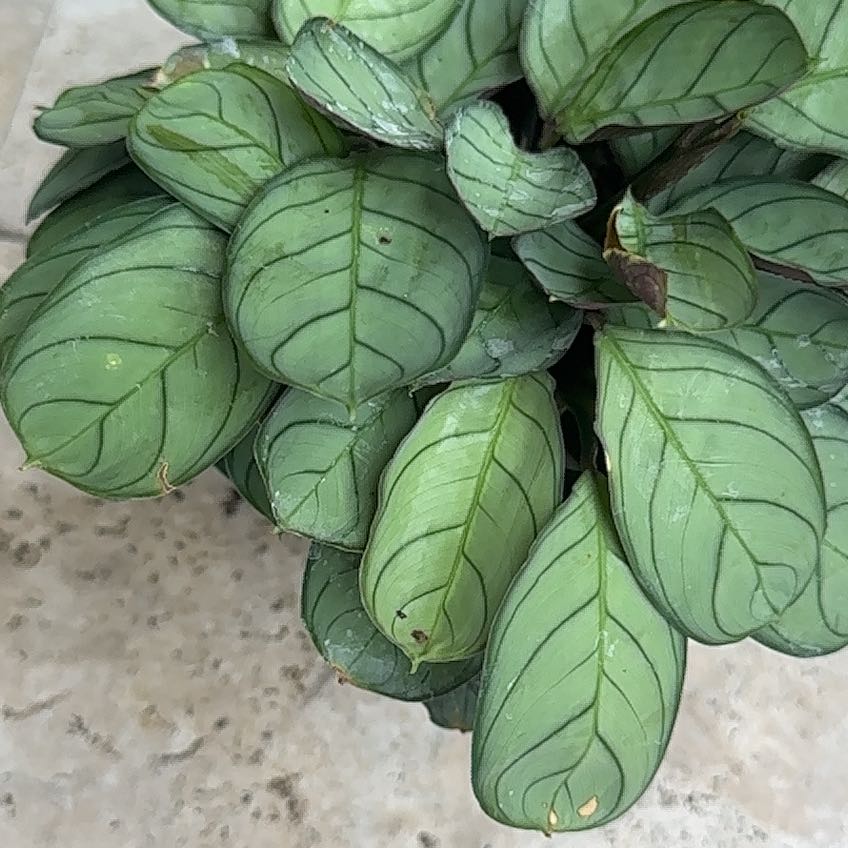 Photo of the plant species Never Never Plant by @CulturedSedge94 named Forrest on Greg, the plant care app