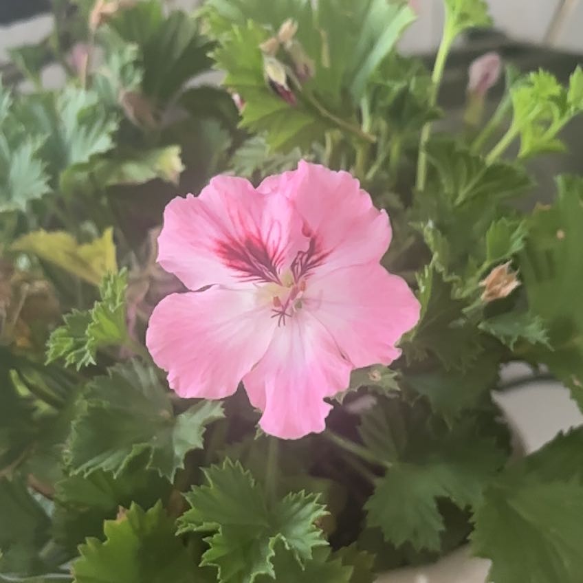 Photo of the plant species Martha Washington Geranium by @SassyBurlemarx named Martha on Greg, the plant care app