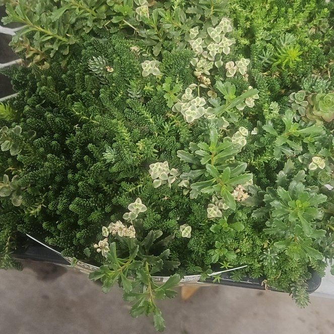 Photo of the plant species Salt Heliotrope by @ChosenSeedlings named Hamilton on Greg, the plant care app