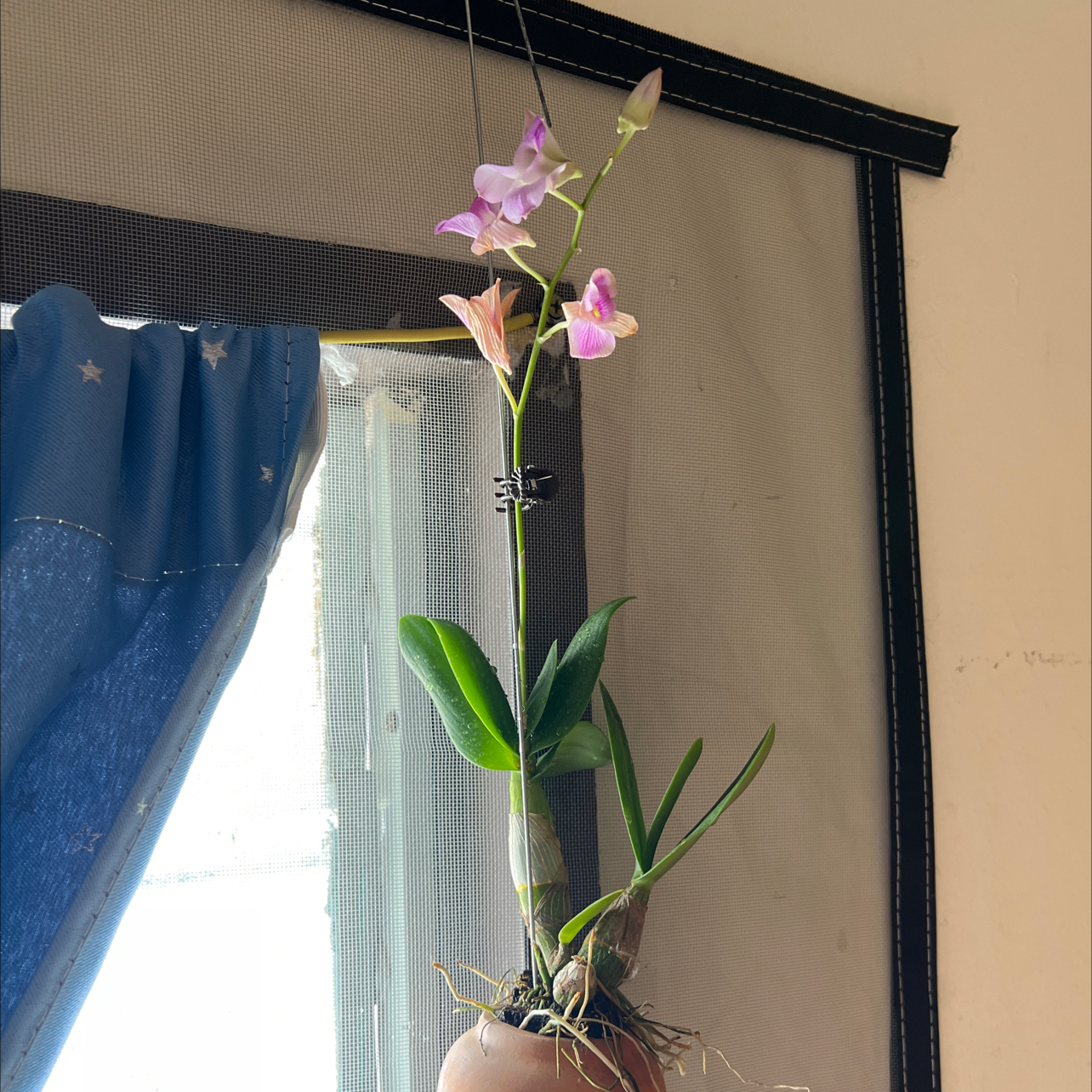 Orchid