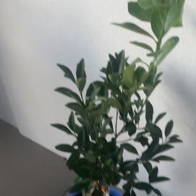 Photo of the plant species Calamondin kumquat by @CleverTagetes23 named Gregarious on Greg, the plant care app