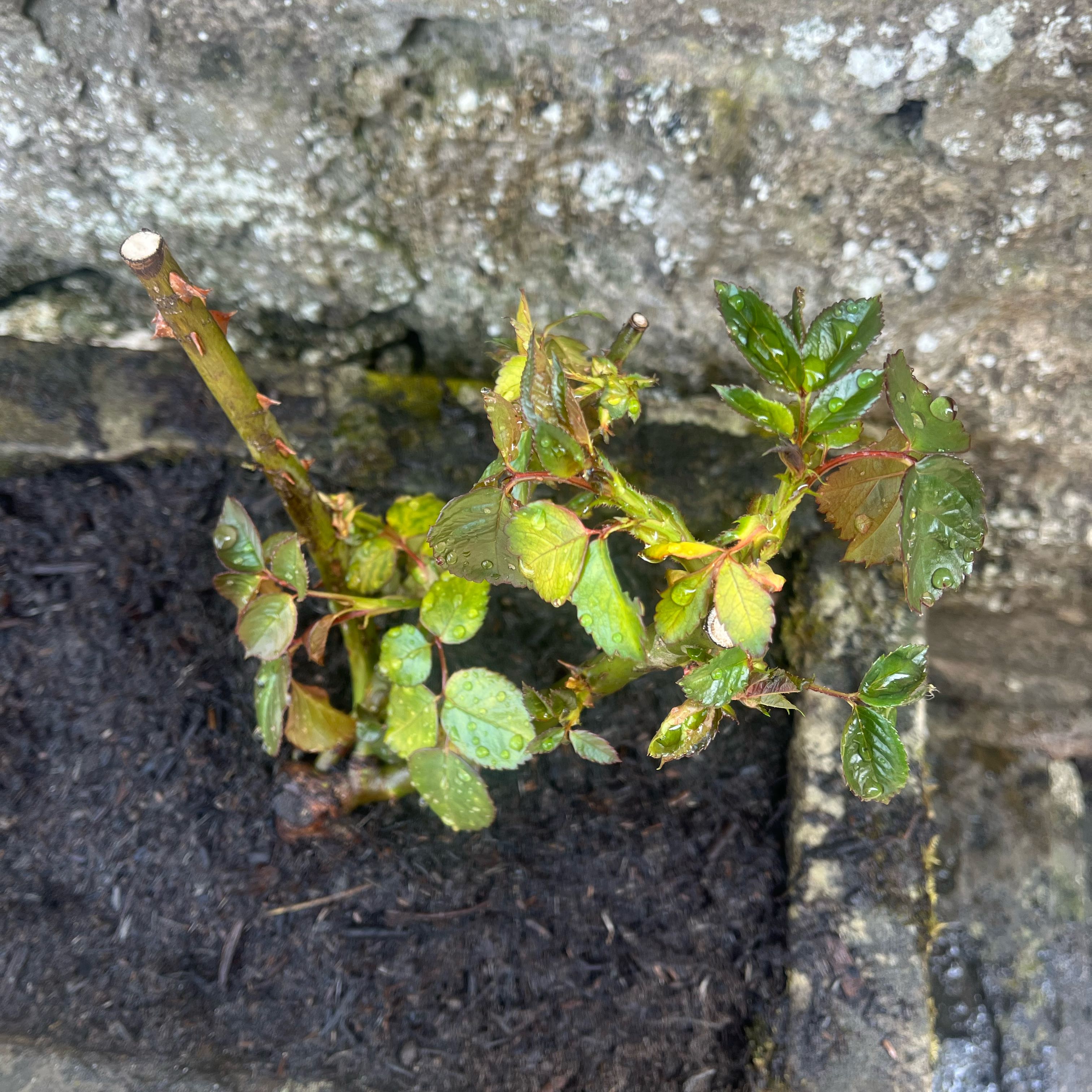 Photo of the plant species Eden Rose by @CompleteRedbean named Fernie Saunders on Greg, the plant care app