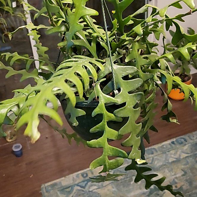 Photo of the plant species Ric Rac Cactus 'Album' by @BrdMstr named Demi on Greg, the plant care app