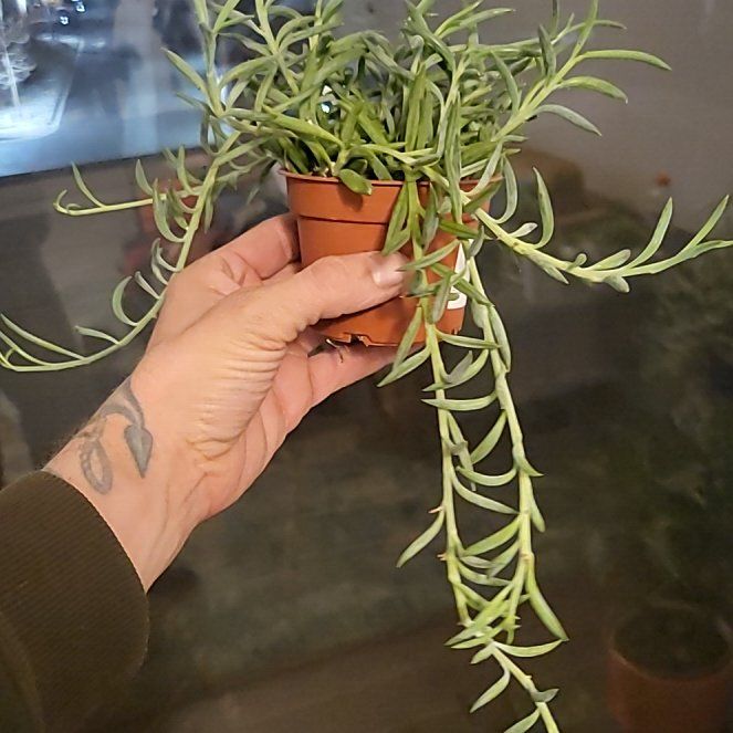 Photo of the plant species Senecio 'Fish Hooks' by @BrdMstr named Sherlock on Greg, the plant care app