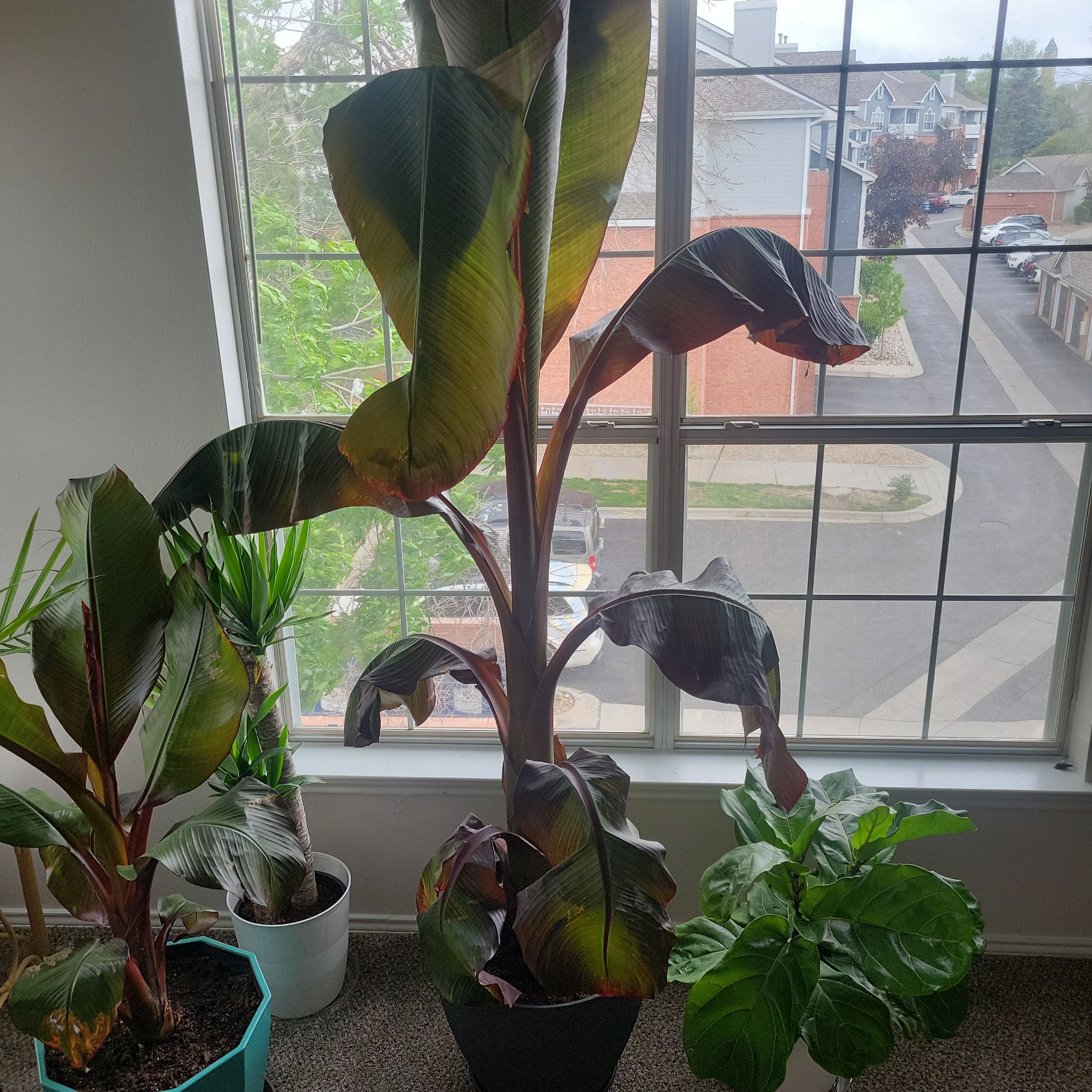 Photo of the plant species Ensete v Maurellii,Red banana by @BrdMstr named Atlas on Greg, the plant care app