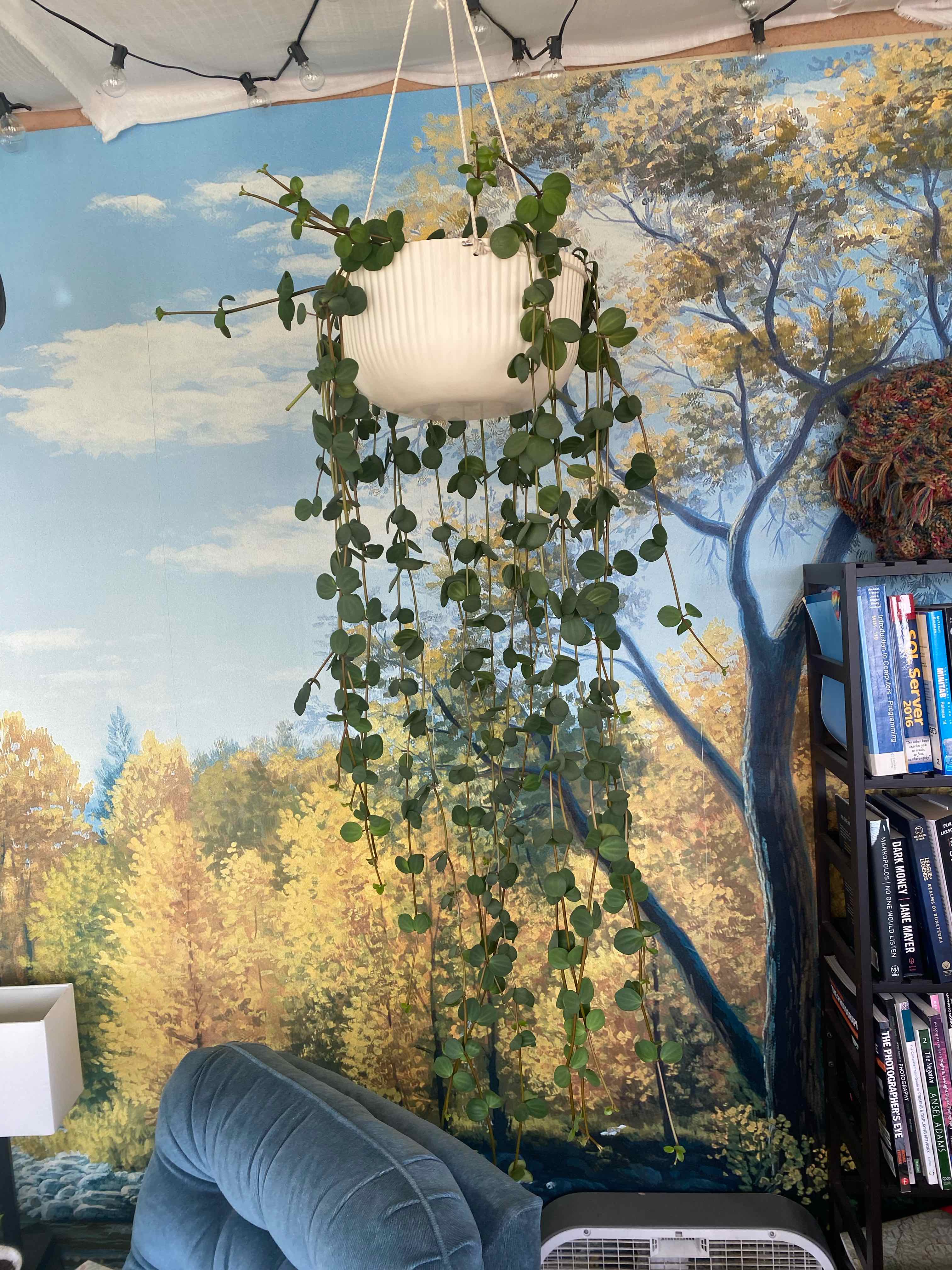 Photo of the plant species Acorn Peperomia by @Snowfoxicle named Daphne on Greg, the plant care app