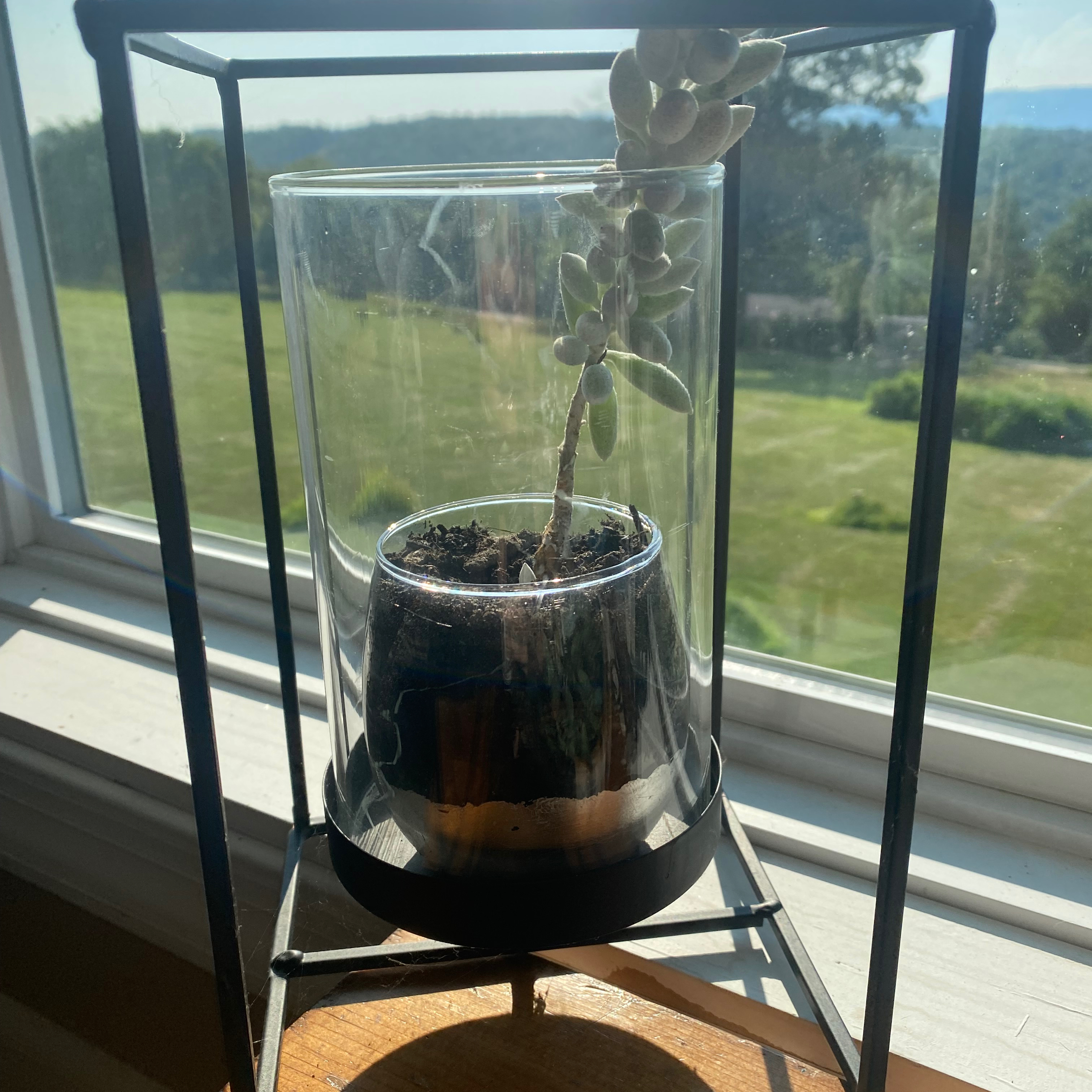 Potted Woolly Senecio plant inside a glass container on a windowsill.