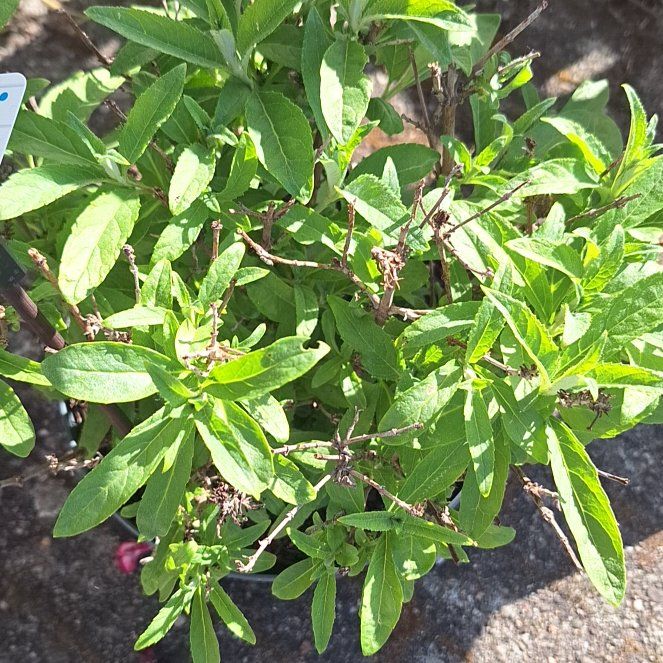 Photo of the plant species Butterfly CandyTM Lil' LavenderTM Butterfly Bush by @UberBitterberry named Sproutacus on Greg, the plant care app