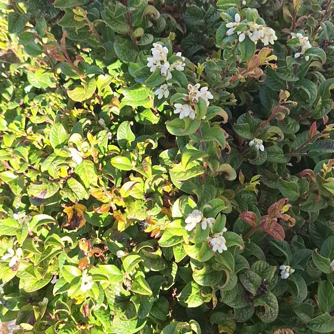 Photo of the plant species Curly Red Leucothoe by @UberBitterberry named Surya on Greg, the plant care app
