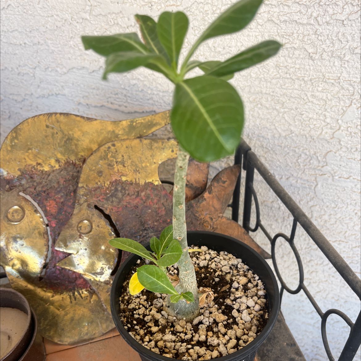 Why Are My Desert Rose Plant Leaves Turning Yellow? 😟