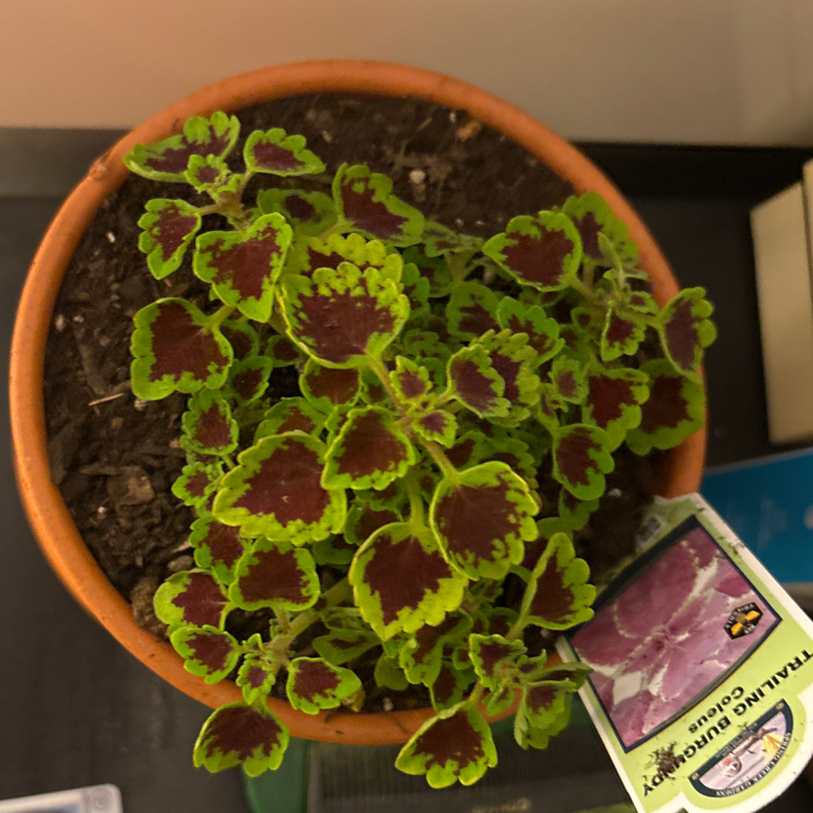 Photo of the plant species Trailing Coleus by @UberCapsicum33 named Aria on Greg, the plant care app