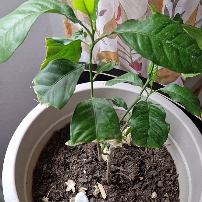 Photo of the plant species Citrus medica by @MannerlyPuka named Peter Parker on Greg, the plant care app