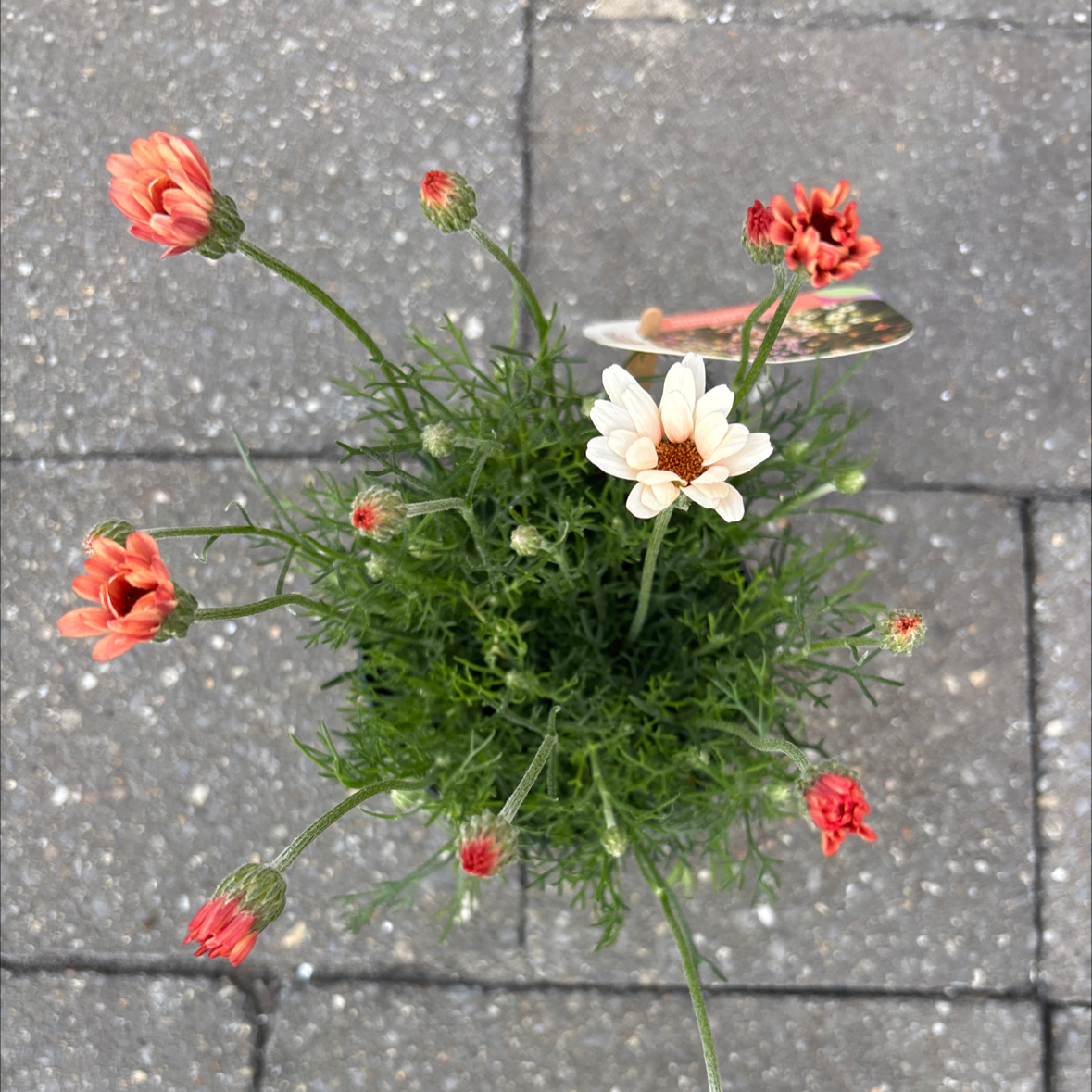 Photo of the plant species Moroccan Daisy by @SereneMaitake59 named Gaga on Greg, the plant care app