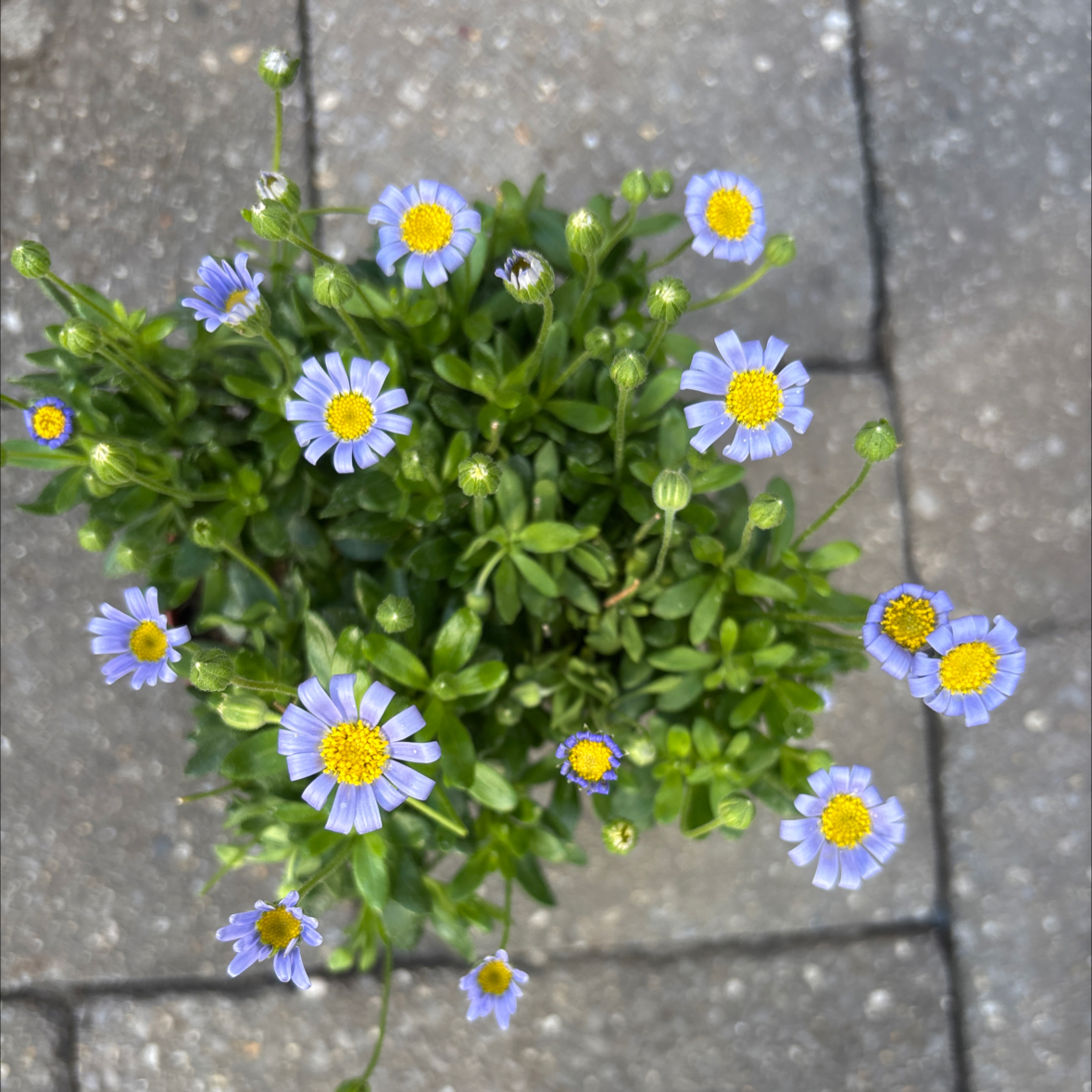Photo of the plant species blue daisy bush by @SereneMaitake59 named Cleopatra on Greg, the plant care app