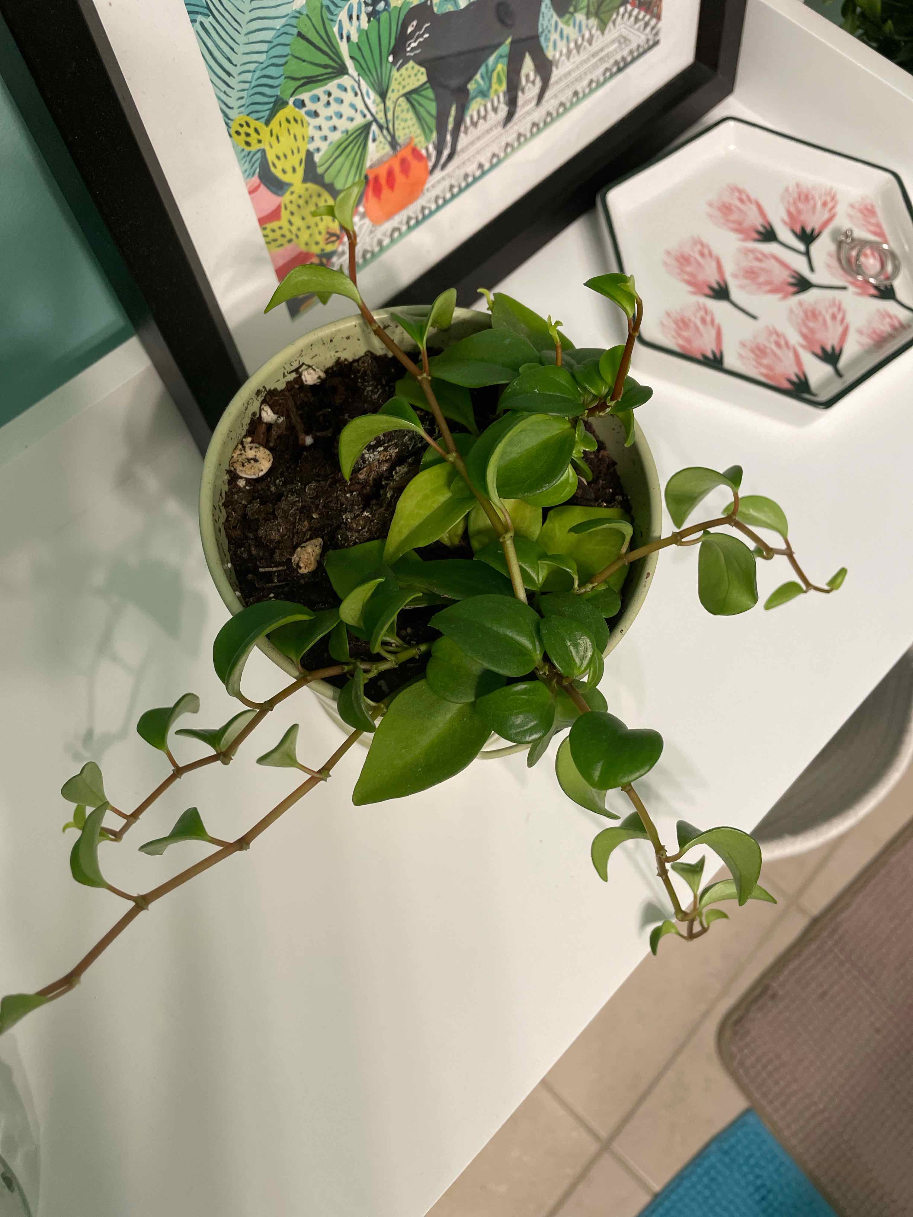 Peperomia 'Amigo Marcello' plant in a pot on a white surface, healthy green leaves.