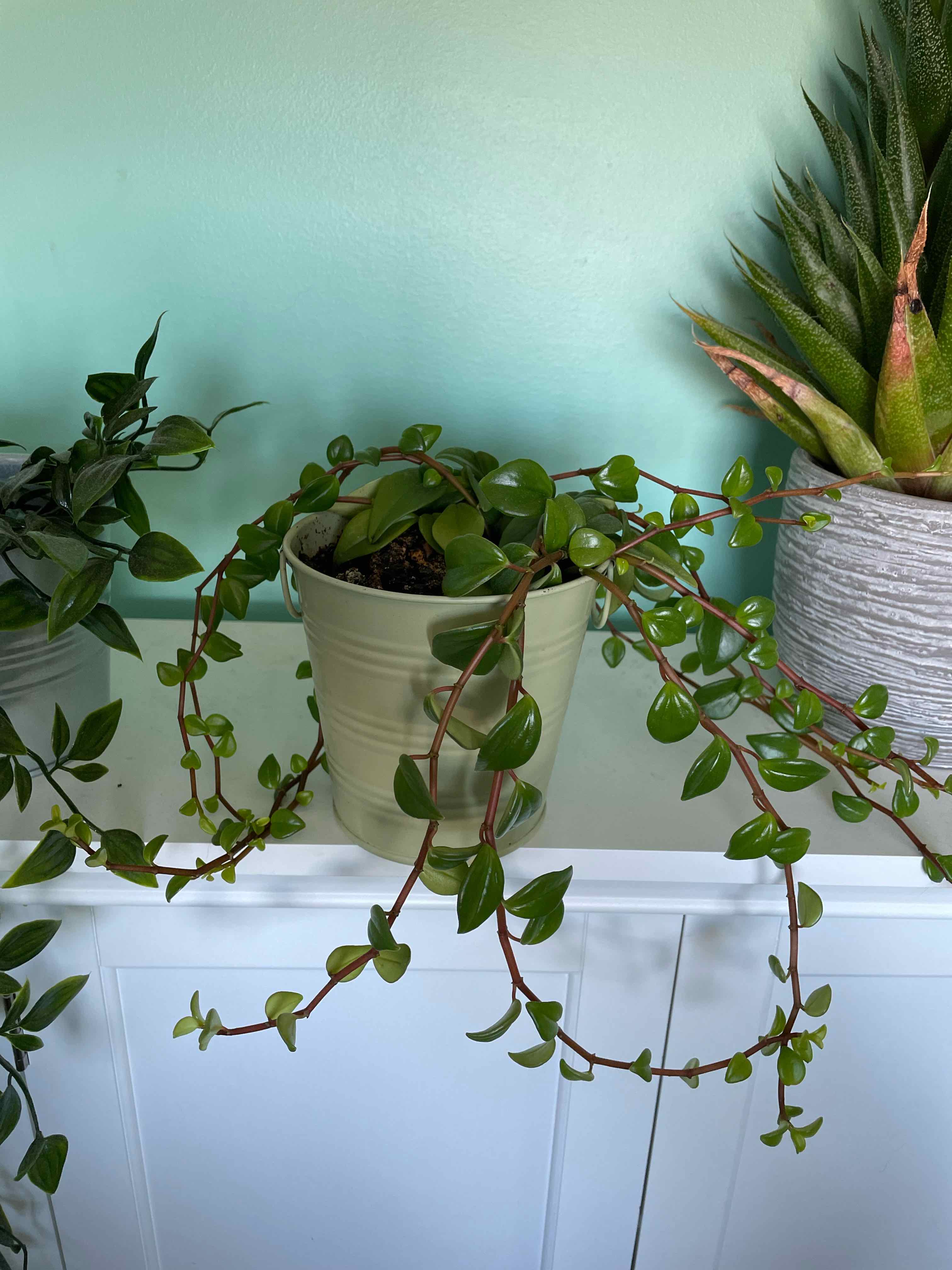 Peperomia 'Amigo Marcello' plant in a pot with vibrant green leaves, well-framed and centered.