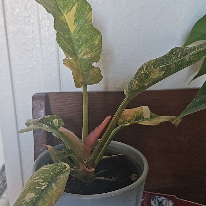 Photo of the plant species Philodenron Ring of Fire by @LucrativeBibi39 named Blaze on Greg, the plant care app