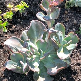 Photo of the plant species Pachyveria 'Blue Toad' by @Succulentfree named Lola on Greg, the plant care app