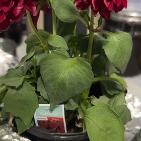 Photo of the plant species Garden Dahlia by @BusyOricad75 named Rosie on Greg, the plant care app