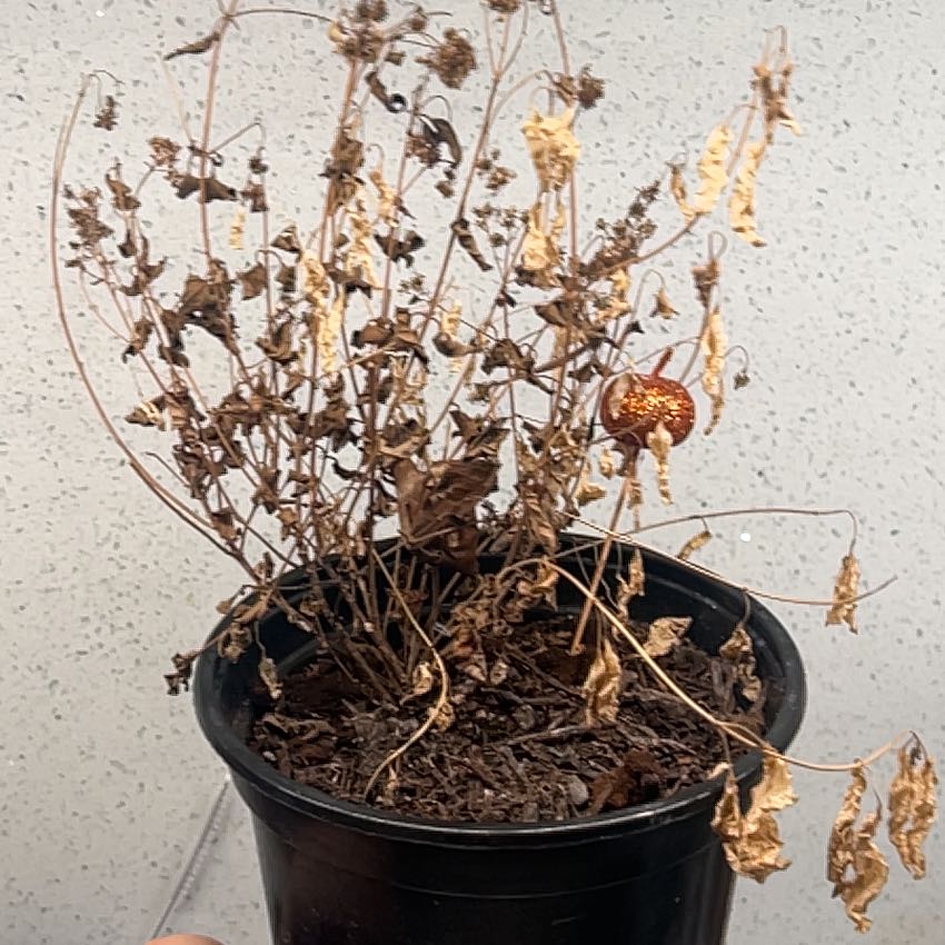 Photo of the plant species Thoroughwort by @ZealQuenepa99 named Luna on Greg, the plant care app