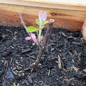 Photo of the plant species Hylotelephium 'Black Grape' by @FieryChards77 named Sage on Greg, the plant care app