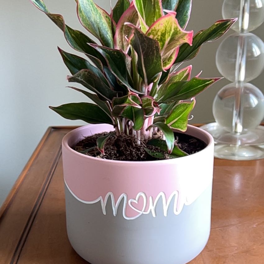 Photo of the plant species Aglaonema 'Favonian' by @LargeUngnadia77 named Jeanne McManus on Greg, the plant care app