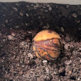 Photo of the plant species avocado seed by @EnduringBeans80 named Dax on Greg, the plant care app