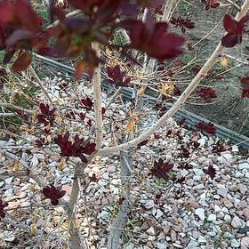 Photo of the plant species Paradise Plant by @WingedAlbo43 named Einstein on Greg, the plant care app
