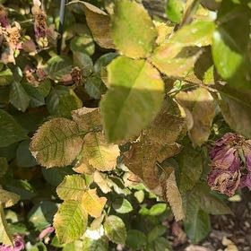 Photo of the plant species Western Poison-Oak by @WingedAlbo43 named Fernie Mac on Greg, the plant care app