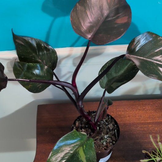 Photo of the plant species Orange Princess by @CaptainRedbeard named Leonardo on Greg, the plant care app