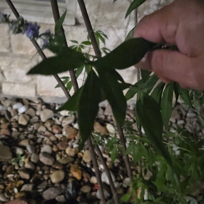 Photo of the plant species Vitex Agnus-Castus by @PetPlain11 named Austen on Greg, the plant care app