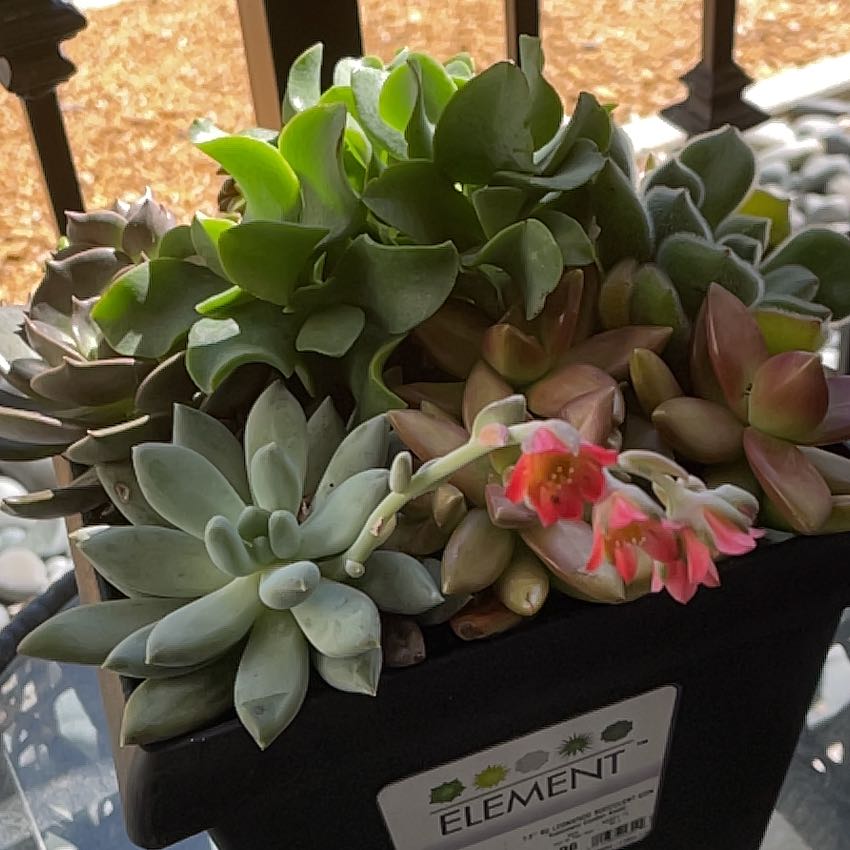 Photo of the plant species succulent by @AgelessKiekie85 named Forrest on Greg, the plant care app
