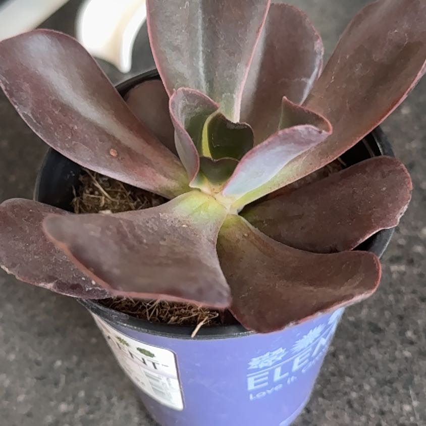 Photo of the plant species Echeveria 'Hortencia' by @RuggedNeontetra named Sanders on Greg, the plant care app