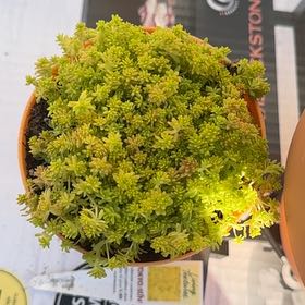 Photo of the plant species Tokyo Sun Stonecrop by @RuggedNeontetra named Fernie Mac on Greg, the plant care app