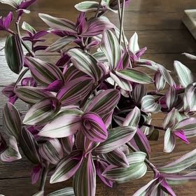 Photo of the plant species Wondering Jude Tortuga by @CuddlyKowhai40 named Torah on Greg, the plant care app