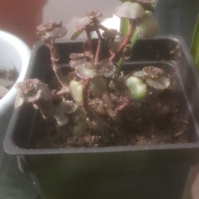 Photo of the plant species Dragon's Blood Sedum by @ProAjídulce70 named Vampy on Greg, the plant care app