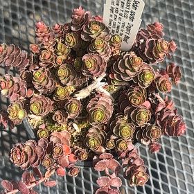 Photo of the plant species Dragons Blood Sedum by @GemKanna72 named Mollie on Greg, the plant care app