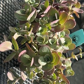 Photo of the plant species Sedum 'Cherry Tart' by @GemKanna72 named Madonna on Greg, the plant care app