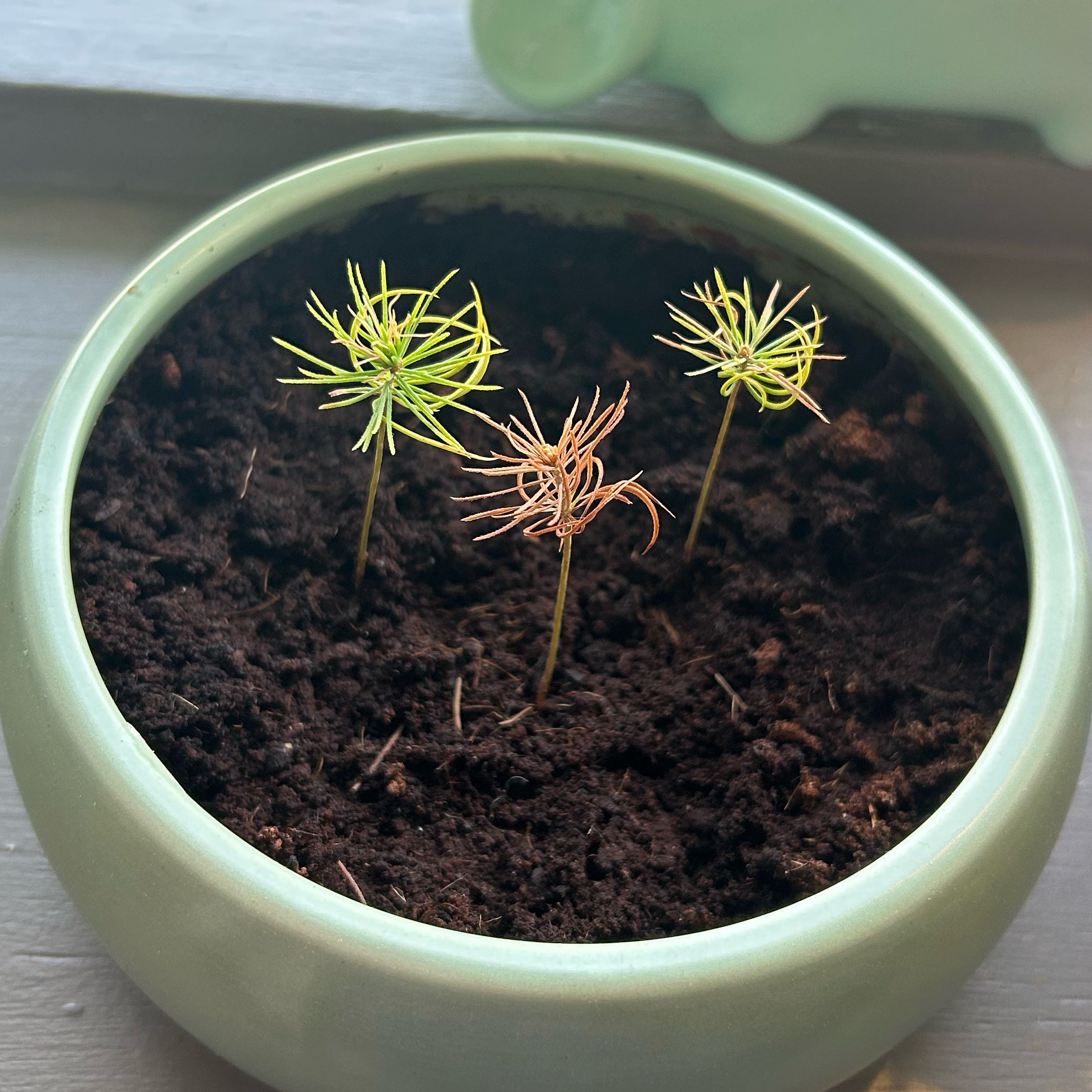 Photo of the plant species Norway Spruce by @WhizAnacua50 named Gregarious on Greg, the plant care app
