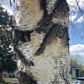 Photo of the plant species Mountain Paper Birch by @WizardKanono6 named Demi on Greg, the plant care app