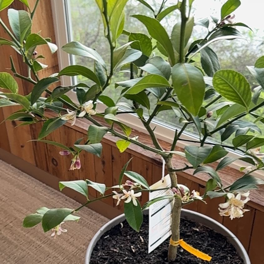 Photo of the plant species Dwarf Improved Meyer Lemon Tree by @GemSaltcedar83 named Bieber on Greg, the plant care app